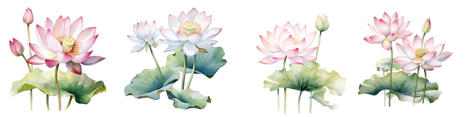 Lotus  Botanical View On A Clean White Background Soft Watercolour Transparent Background
