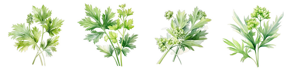 Lovage  Botanical View On A Clean White Background Soft Watercolour Transparent Background - obrazy, fototapety, plakaty