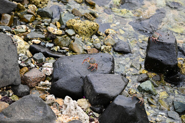 A crab waits for its prey on a rock on the Red Sea beach in Jeddah, Saudi Arabia