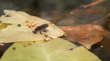 A toad that was a tadpole only a few days before will soon leave its water home.