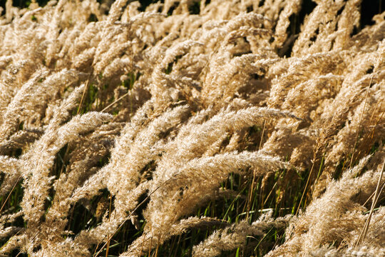 Dry grass texture. Field of parched plants. Decorative rustic wedding background. Fluffy pompous grass. Yellow color dried plants. Golden color nature.
