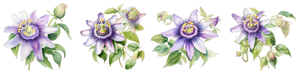 Passion Flower  Botanical View On A Clean White Background Soft Watercolour Transparent Background