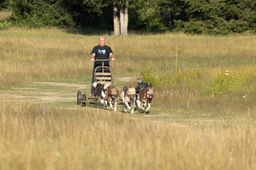 Man with husky Greenland dogs mushing in a green summer field