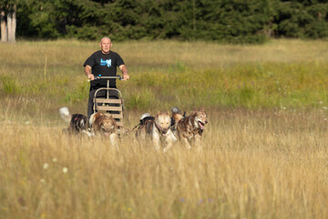 Man with husky Greenland dogs mushing in a green summer field © Barosanu