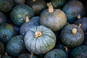 Kürbis, Shokichi Shiro, Cucurbita Maxima, Speisekürbis, Kürbisernte, Kürbisfest, Herbst,...