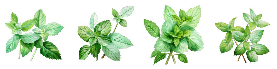 Peppermint  Botanical View On A Clean White Background Soft Watercolour Transparent Background - obrazy, fototapety, plakaty