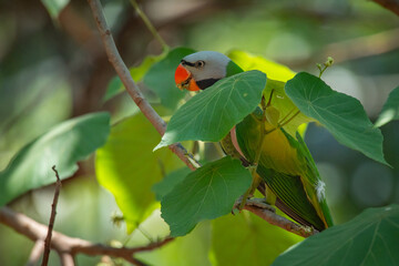 a red-breasted parakeet, Psittacula alexandri, hiding in the middle of leaves, natural bokeh background