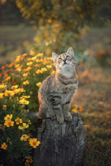 Photo of a brown kitten in the autumn garden.