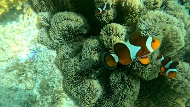 Clown Fish Family in Cebu Island 