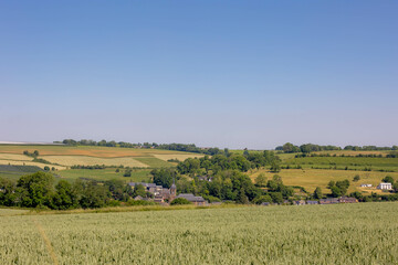 Summer landscape, The terrain of hilly countryside in Zuid-Limburg, Farmland with barley (gerst) Hordeum vulgare or Wheat on hillside and tree, Small villages in Dutch province of Limburg, Netherlands