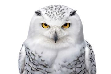 Deurstickers Sneeuwuil Snowy Owl on White Background Generative AI