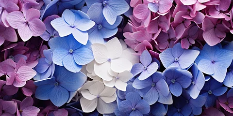 Fototapeten Flowers background banner texture - Closeup of purple blue beautiful blooming hydrangea field © Илля Вакулко