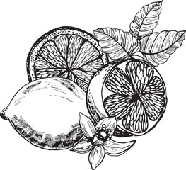 Composition with Lemons and flowers.Lemon graphics in ink, highlighted on a white background. A hand-drawn illustration of food. Fruit print.