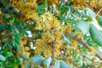 Carob flowers at the end of autumn, with an intense smell.