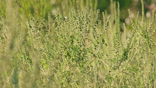 Ragweed flower branch grow in a field. Bushes of ambrosia causing allergic reactions to population. Ragweed flowering. Ambrosia artemisiifolia flower. Pollen from ragweed is highly allergenic. Allergy