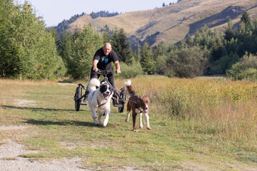 man and dogs mushing bike in green summer field
