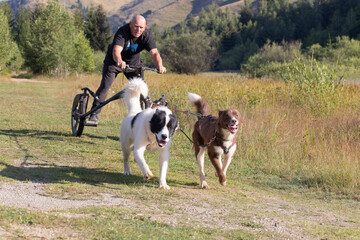 man and dogs mushing bike in green summer field