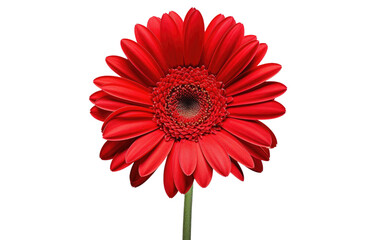 Red Gerbera Daisy Isolated on White Transparent Background.