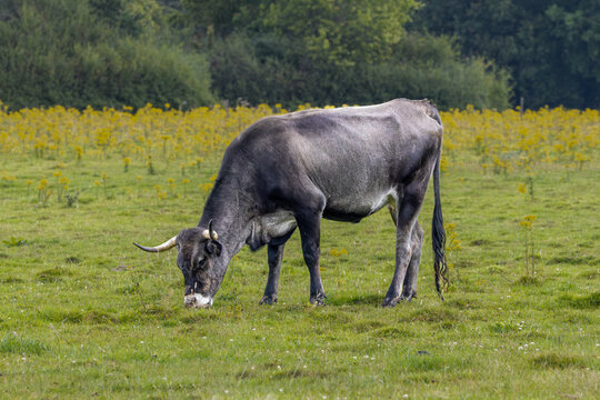 Natural landscape with Sayaguesa koe used as a large grazer for nature conservation in the Dutch province of Drenthe against a background of f Common ragwort, Senecio jacobaea