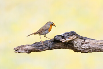 Close up of a European Robin, Erithacus rubecula, standing foraging with food in beak and looking up eye contact on a horizontal rough weathered tree branch against bright soft yellow background