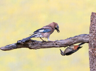 A jay together with a great spotted woodpecker on a branch with bird food argue about who is at the...