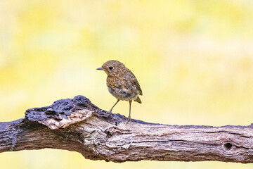 Closeup of a young Robin, Erithacus rubecula, without red orange breast feathers on dead horizontal tree branch against natural background of wild natural native plants in Dutch province of Drenthe - obrazy, fototapety, plakaty