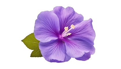 purple flower isolated on transparent background cutout - Powered by Adobe