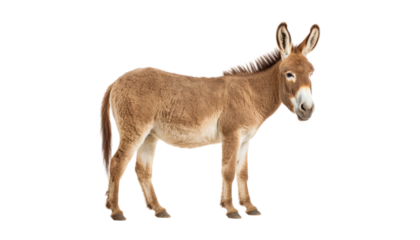 donkey isolated on transparent background cutout