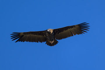 Obraz premium Buitre negro en Guadarrama