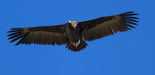 Buitre Leonado En la Sierra de Guadarrama