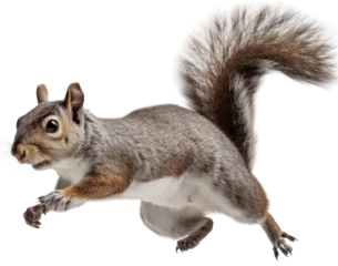 Fotobehang jumping grey brown squirrel isolated on a white background as transparent PNG © Flowal93
