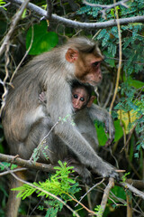 A mother monkey and her adorable baby sharing a special bond in the wild.