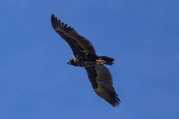 Buitre Leonado ibérico