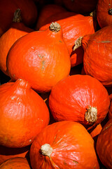 Kürbis, Knirps, Oranger Knirps, Hokkaidokürbis, Cucurbita Maxima, Speisekürbis, Potimarron, Kürbisernte, Kürbisrezepte, Herbstmarkt, Herbstfest, Herbst, Schweiz