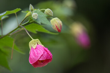 Beautiful Pink Flowe with Green Background for Posters and Wallpapers