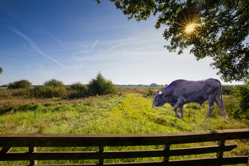 Wide natural landscape with Sayaguesa bull used as a large grazer for nature conservation in the...