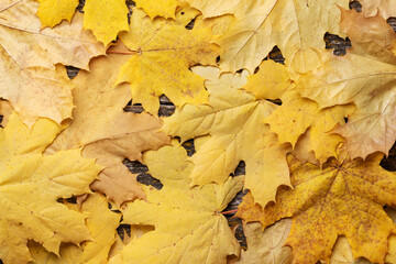 Autumn maple leaves