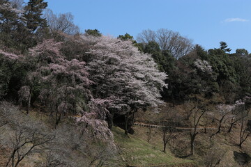 桜のトンネルが続く道