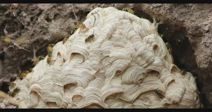 The nest of common wasp (Vespula vulgaris) colony in the hole in the ground