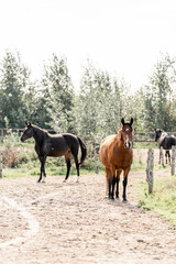 Horses living their best life in the paddock paradise track system brown lusitano mare