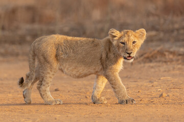 Lion Cub Captured At Gir Gujarat