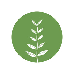 Eucalyptus oil leaf icon