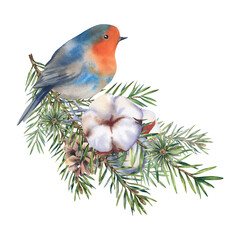 A robin on a fir branch with mistletoe, cotton and a cone. Christmas balls. Watercolor illustration. Christmas. Hand-painted.