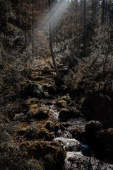 Stream in Kościeliska Valley