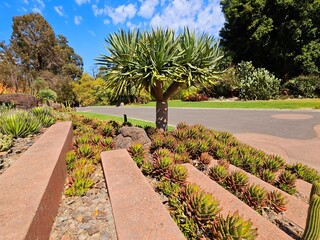 Green cactus / succulent with red / pink leaf tips placed between stone steps at the Royal Botanic...