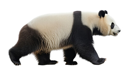 giant panda bear isolated on transparent background cutout - obrazy, fototapety, plakaty