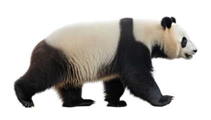 giant panda bear isolated on transparent background cutout