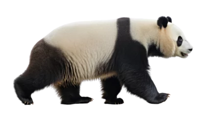 Foto op Canvas giant panda bear isolated on transparent background cutout © Papugrat