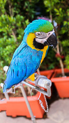 The golden blue macaw is the cutest and most adorable bird