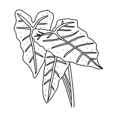 Alocasia leaf in a linear style. Botanical illustration isolated on white background. Element of linear design. Hand drawn sketch.